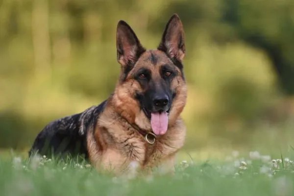 世界犬类智商排名