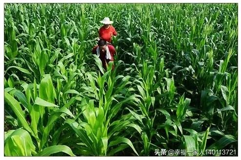 今天全国项城天气查询