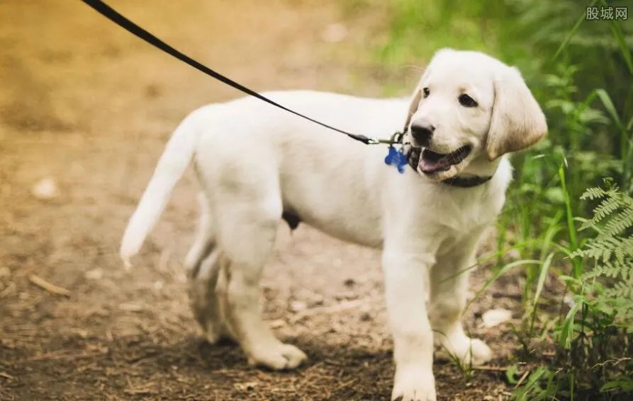 拉布拉多纯种多少钱 一分钟告诉你答案！