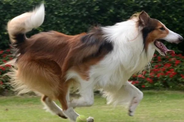 世界犬类智商排名