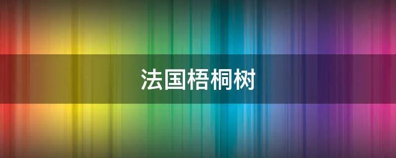 法国梧桐树