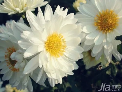 白菊花图片欣赏 白菊花简介