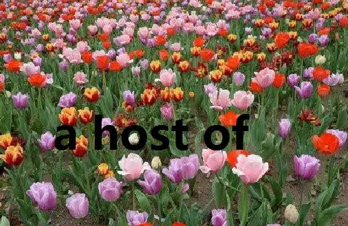 英语a host of和a lot of区别？