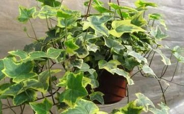 农历六月份黄道吉日查询 农历2023年6月最吉利的日子