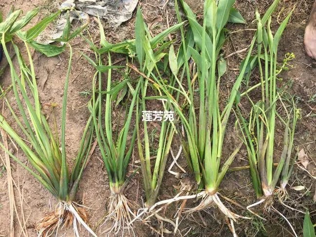 足球即时比分 egbjy