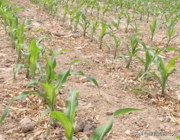 今天全国项城天气查询