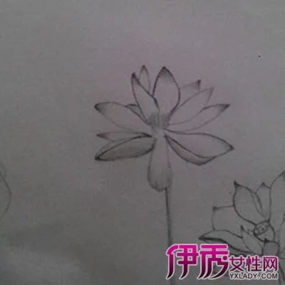 荷花素描图片大全