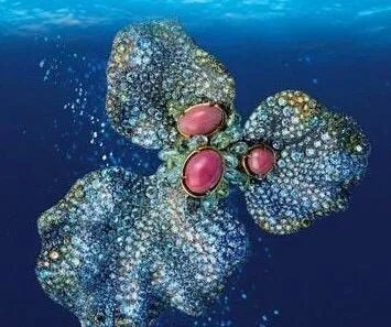 海螺珠是什么？和珍珠有什么区别？