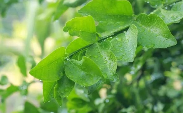 酸雨的主要成分 酸雨是怎么形成的