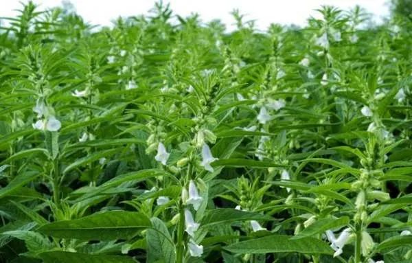 植物如何传播种子举例子