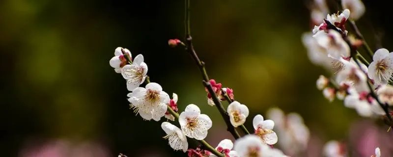 描写梅花的古诗