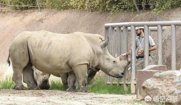 白犀牛真的是世界上最大的犀牛吗？