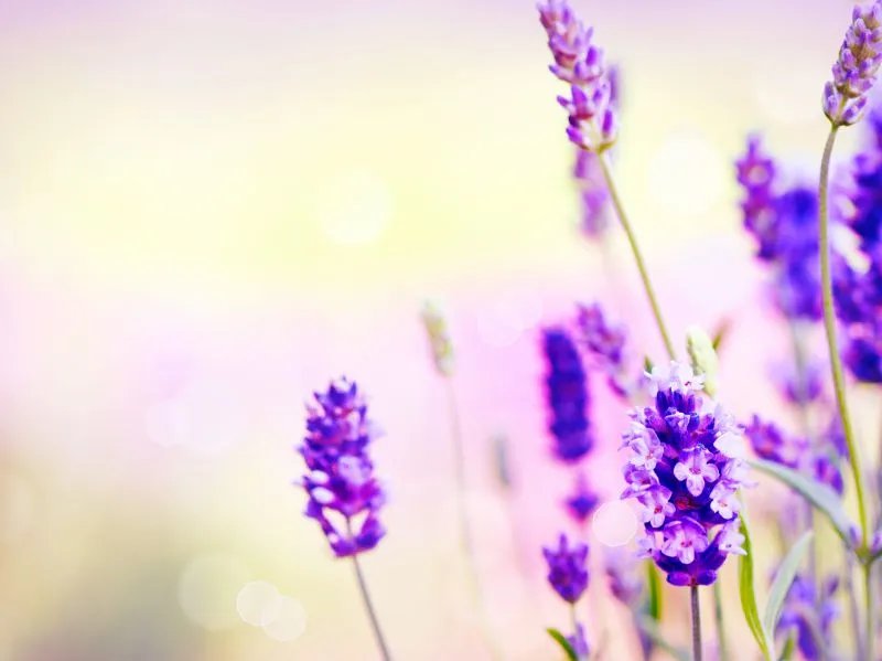 薰衣草精油去痘印有没有效果