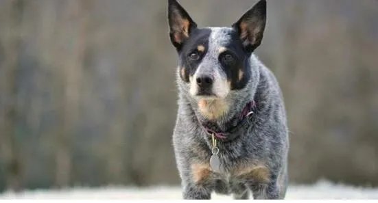 狗狗智商排名,79只最聪明的狗狗排名大全(泰迪第二)