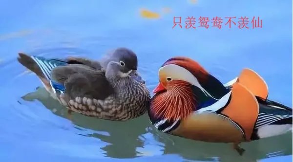 托物言志与象征的区别