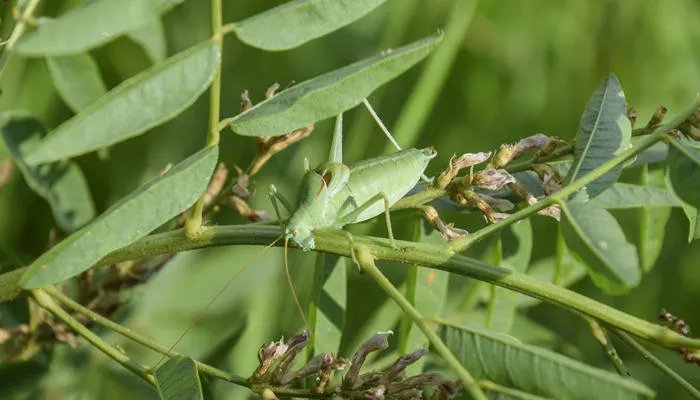 纺织娘是什么昆虫 纺织娘的别名是什么