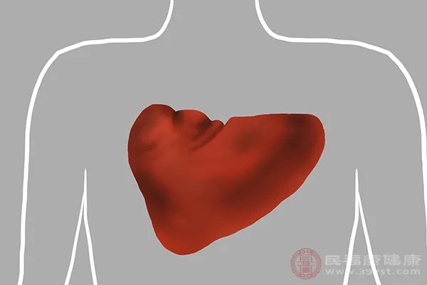 脾的作用和功能是什么