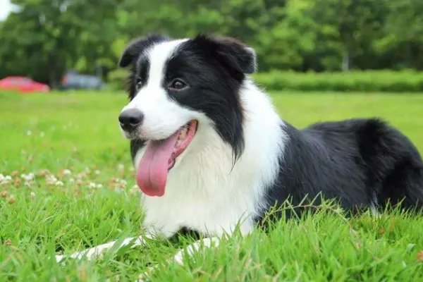 世界犬类智商排名