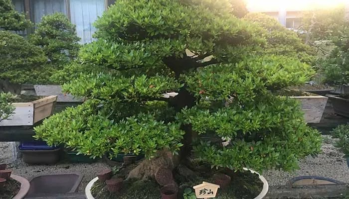 橡皮树的养殖方法和注意事项 橡皮树的养殖方法