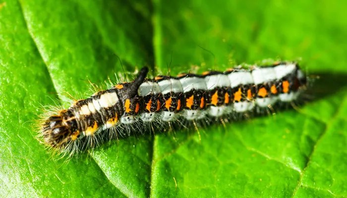 毛毛虫变蝴蝶的过程是什么 毛毛虫怎么变蝴蝶