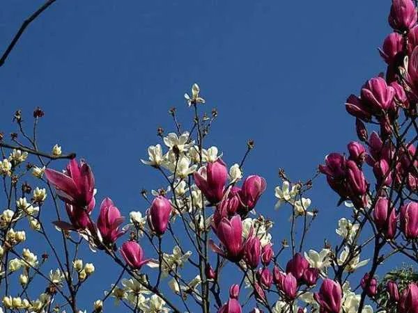 莫道无花空折枝上一句