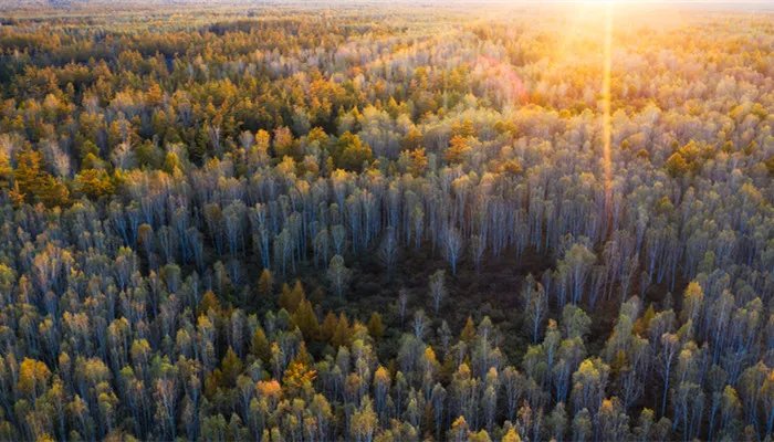 植树节意义 植树节是哪一天