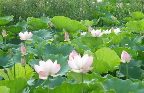 中国十大名花各代表什么？