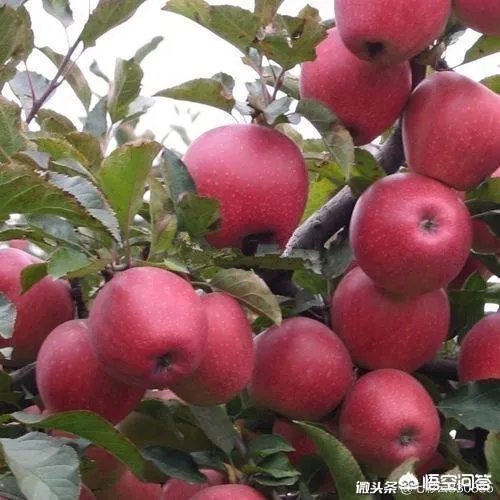 上联:春风似剪，剪开红花数万朵。求下联？