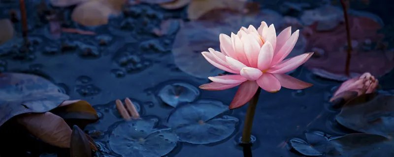 黑莲花是什么意思 黑莲花是什么意思呢