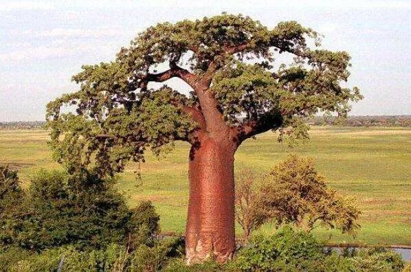 十大生命力顽强的植物 仙人掌上榜，第一被誉为“沙漠守护神”