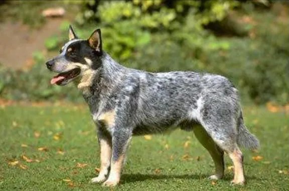 什么狗狗最聪明？狗的智商排名大全（附图片）