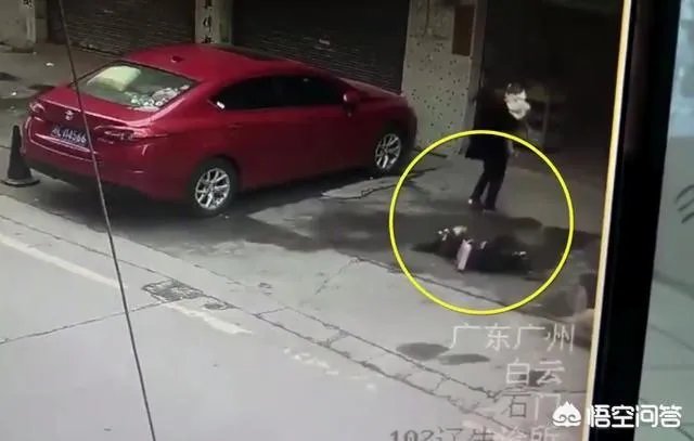 广州一女子被高空掉落的狗砸成重伤你怎么看?