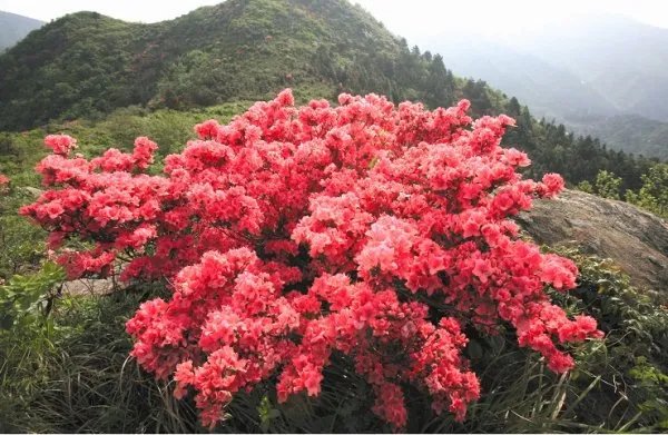 中国十大名花各代表什么？