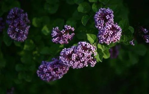 丁香及丁香结是什么