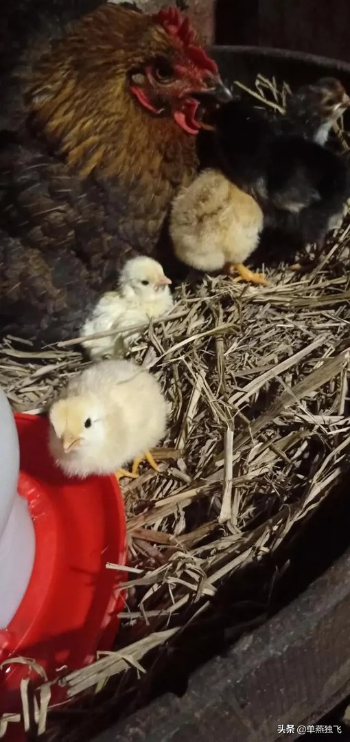 新冠疫情结束后，你最想做的事情是什么？