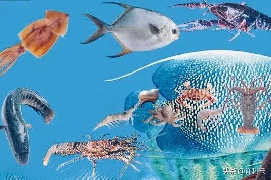 上联:请？下联:鱼虾月中游？