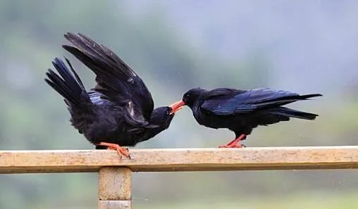 “乌鸦反哺”是否为真？