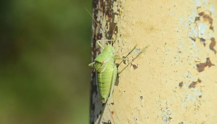纺织娘是什么昆虫 纺织娘的别名是什么