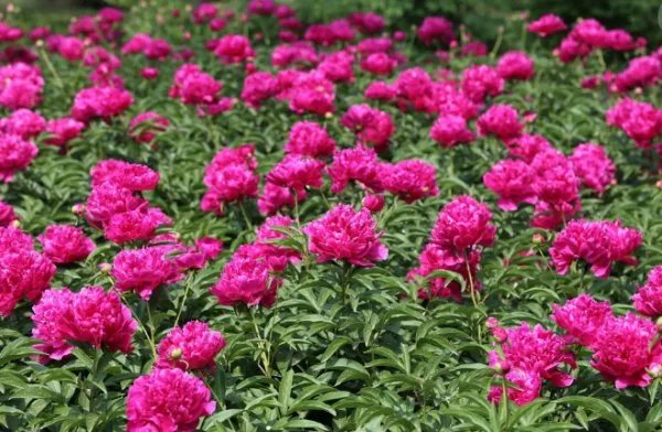 中国十大名花各代表什么？