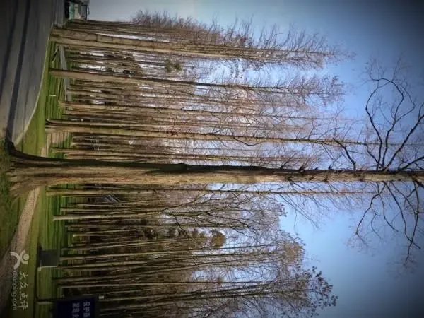 钱塘江边闪现壮观“参天大树”,这是怎样的壮观景象?