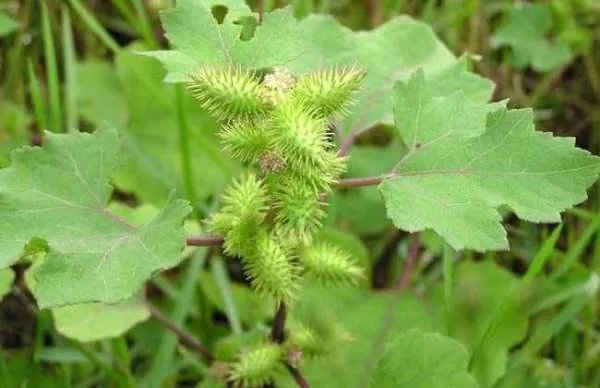 植物如何传播种子举例子