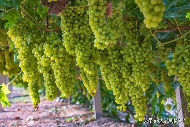 家用数码相机什么牌子好？