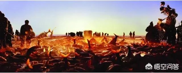 #查干湖冬捕#迄今为止,查干湖最大的头鱼有多重?