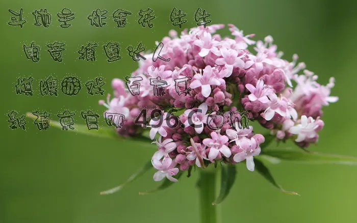 足球即时比分 egbjy