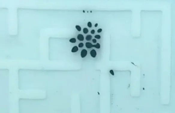 现实版终结者T-1000！苏州大学开发出