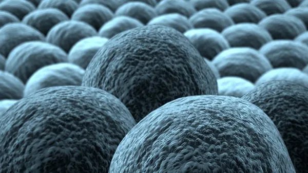 什么是白色念珠菌