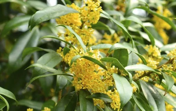 中国十大名花各代表什么？