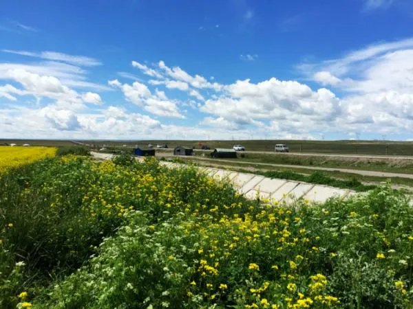 青海一枭的人物经历