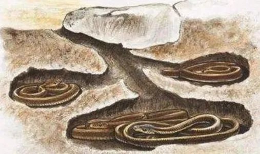 动物冬眠的方式有哪些？