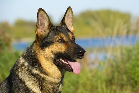 狗狗智商排名,79只最聪明的狗狗排名大全(泰迪第二)